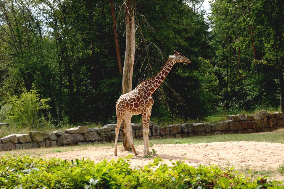 Animal Photography Daylight