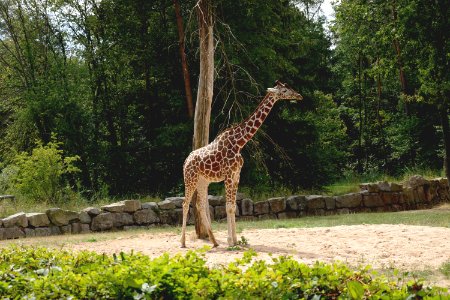 Animal Photography Daylight