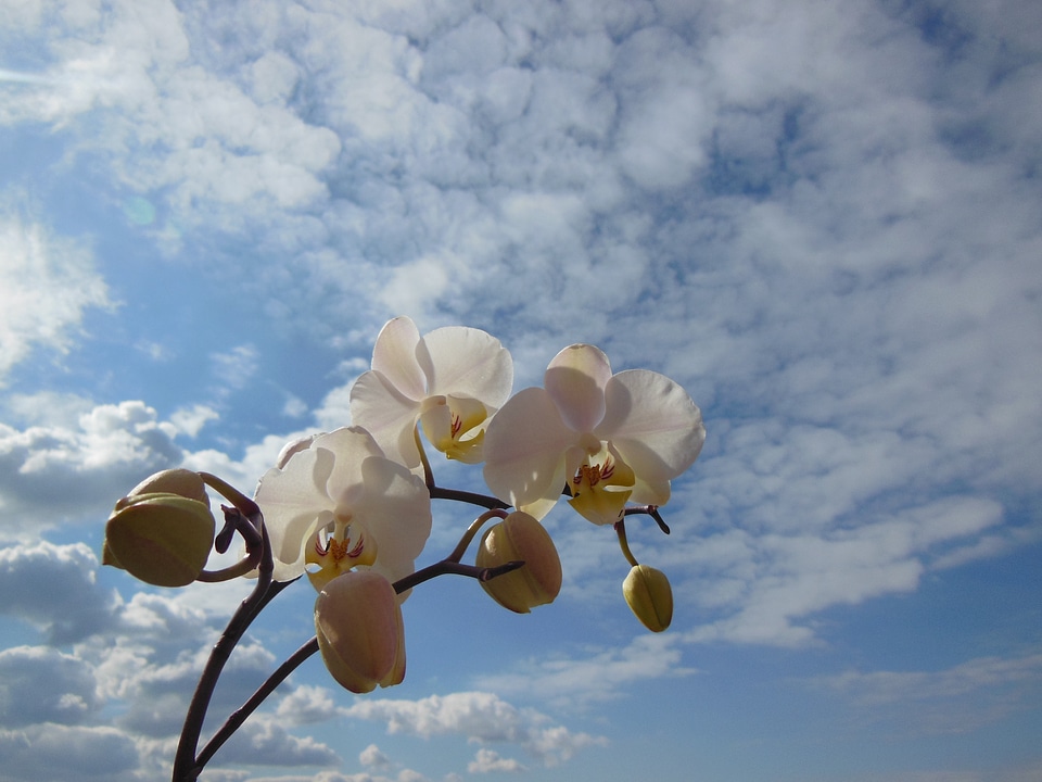 Bloom plant white summer