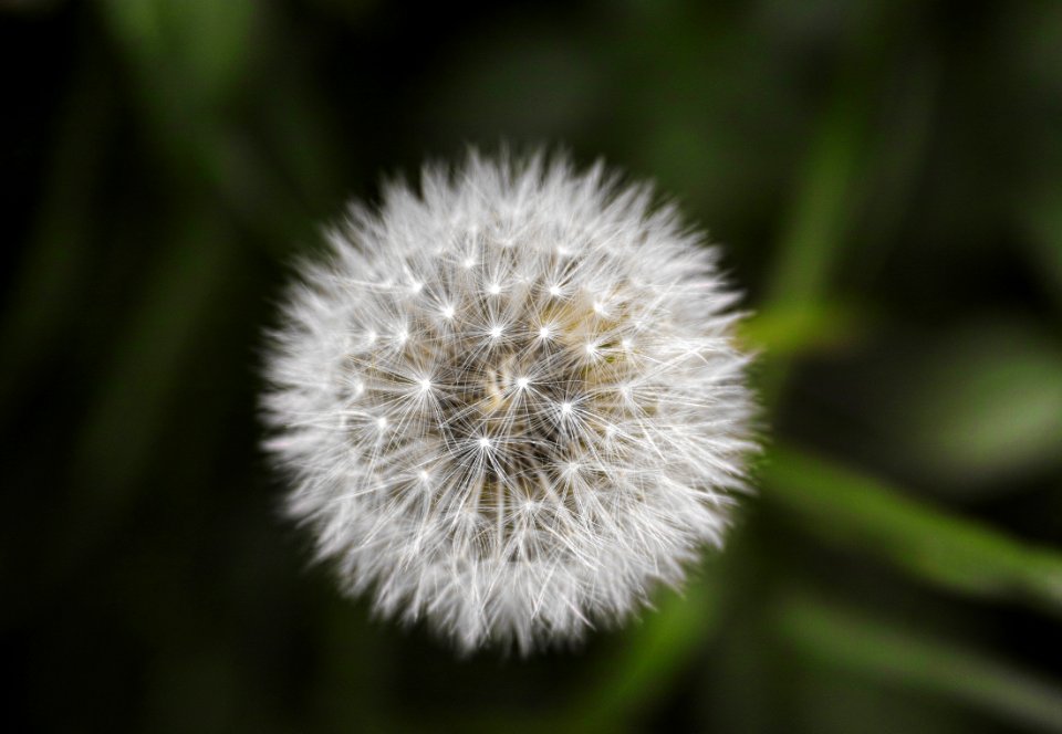 Beautiful Bloom Blossom