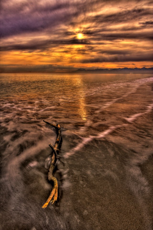 Beach Beautiful Branch