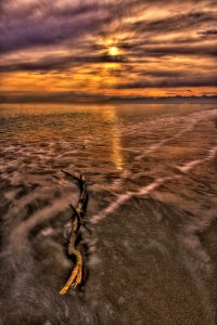 Beach Beautiful Branch