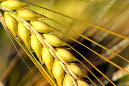 Agriculture Barley Field photo