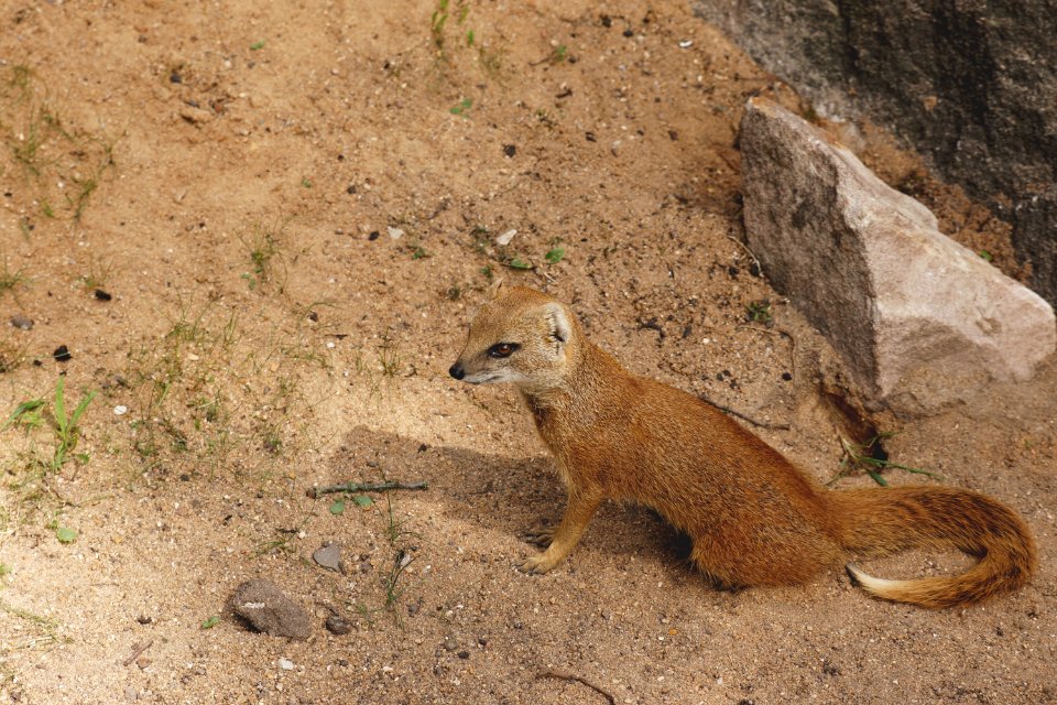 Animal Conservation Daylight