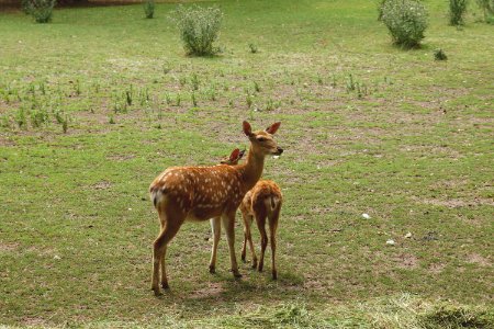 Animals Cute Deer