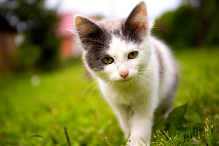 Animal Blur Cat photo