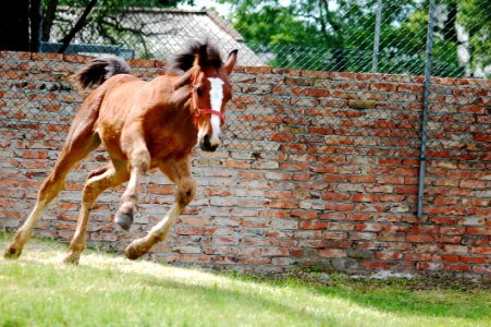 Animal Close-up Countryside photo