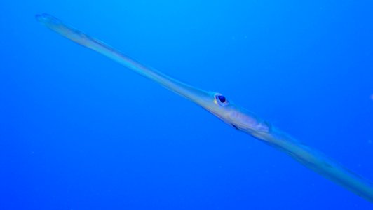 Animal Fish Nature