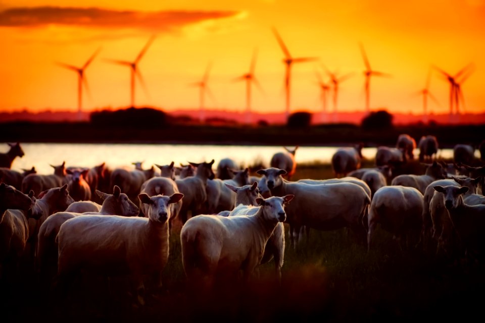 Agriculture Animals Country