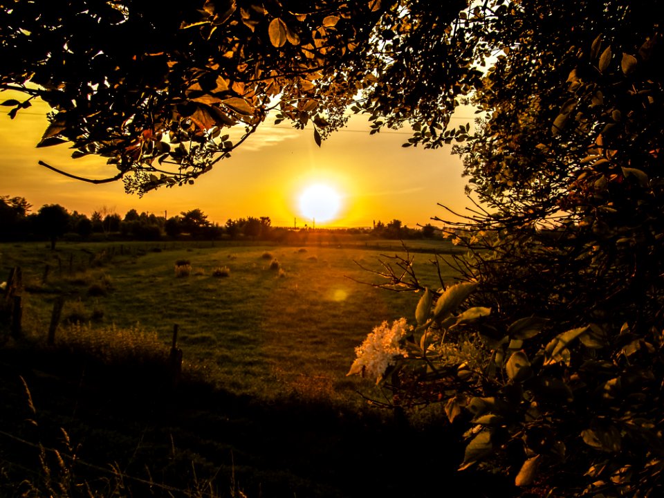 Dawn Field Grass