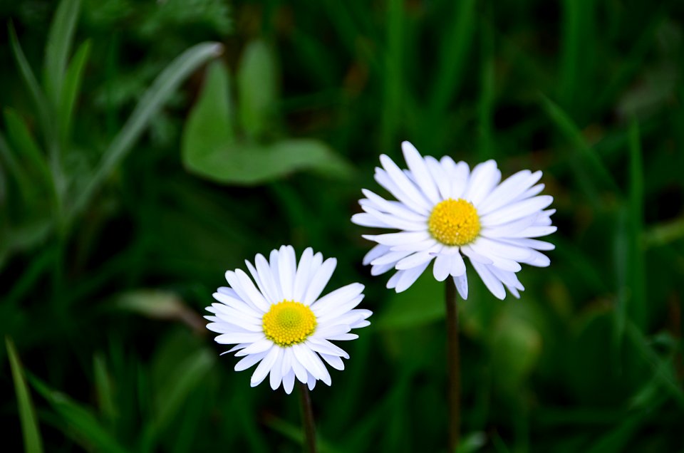 Bloom Blooming Blossom
