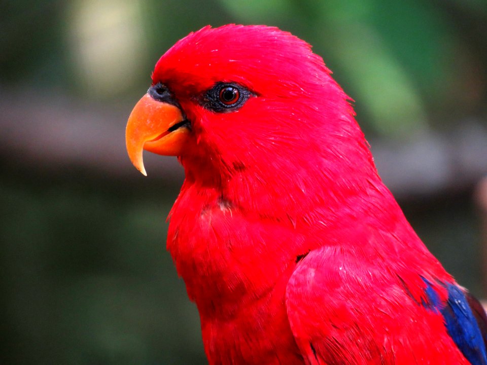 Animal Photography Avian