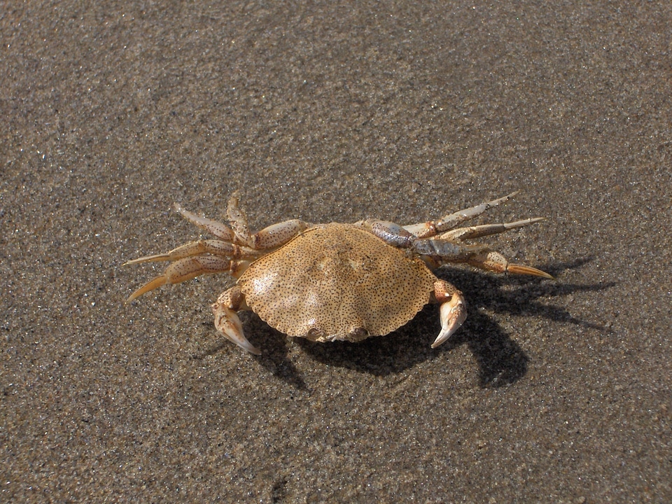 Aquatic wildlife nature