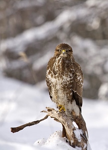 Winter nature predator photo