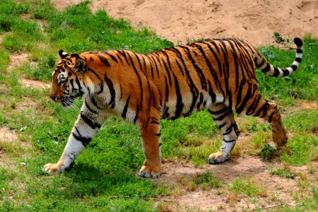 Amur Tiger Angry photo