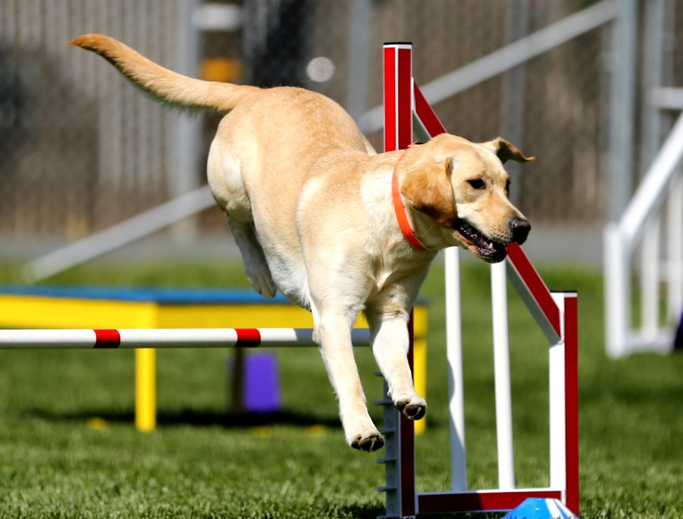 Adorable Agility Animal