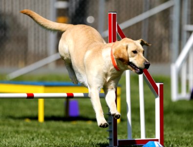 Adorable Agility Animal