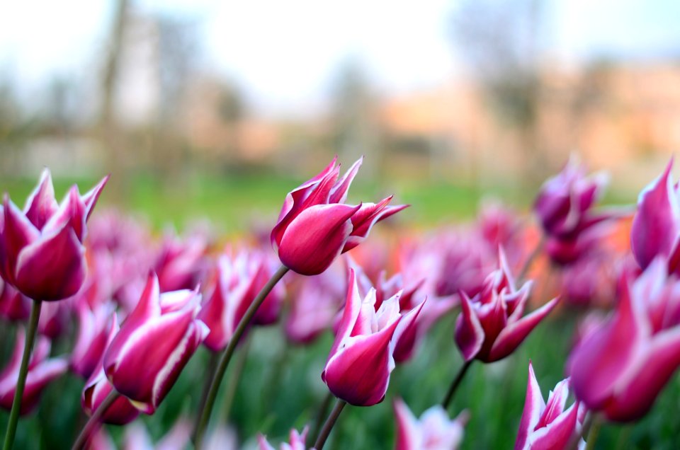Bloom Blooming Blossom