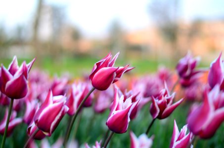 Bloom Blooming Blossom