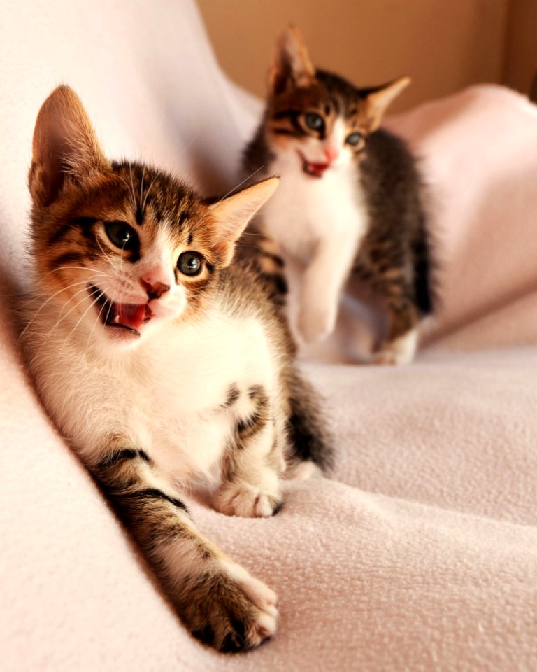 Animals Cat Face
