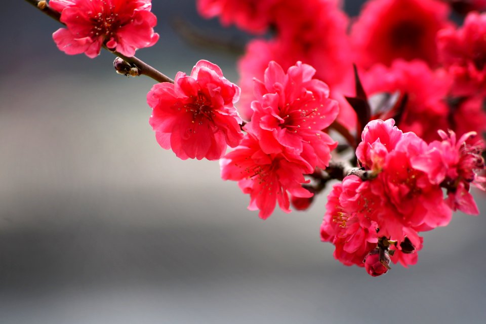 Beautiful Bloom Blooming