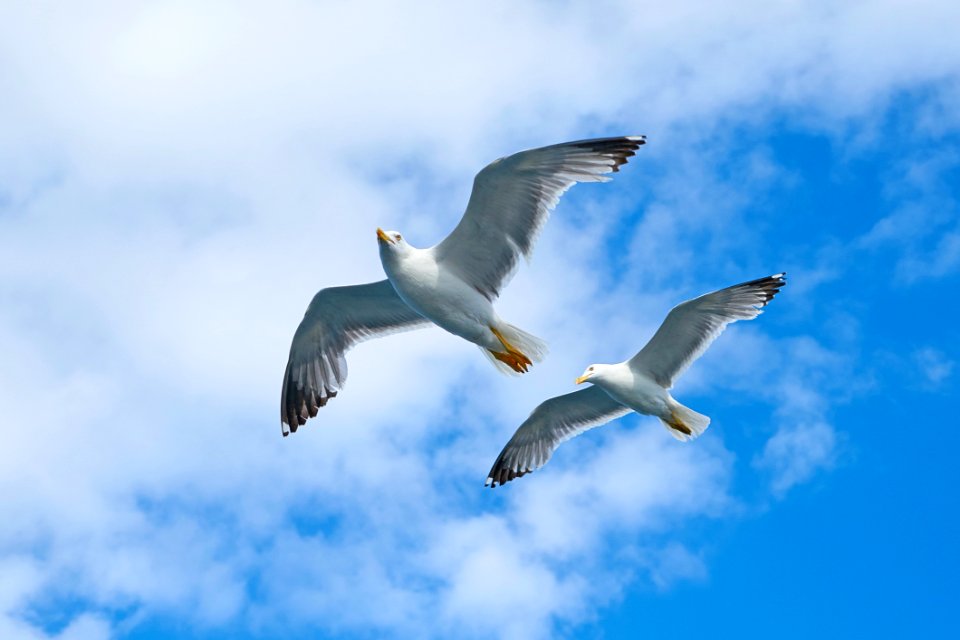 Air Animal Portrait