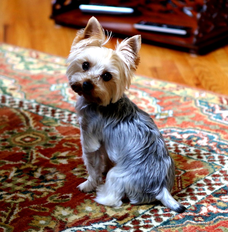Adorable Animal Canine