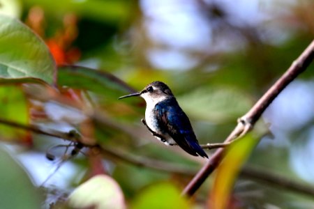 Animal Avian Beak photo