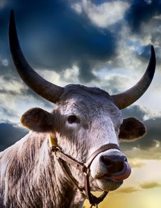 Agriculture Animal Bull photo