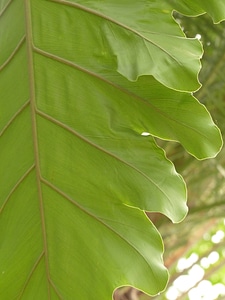 Green philodendron tree philodendron