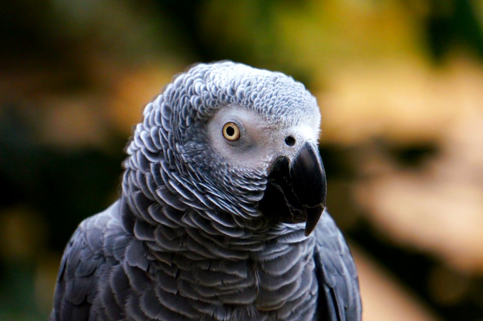 Animal Avian Beak photo