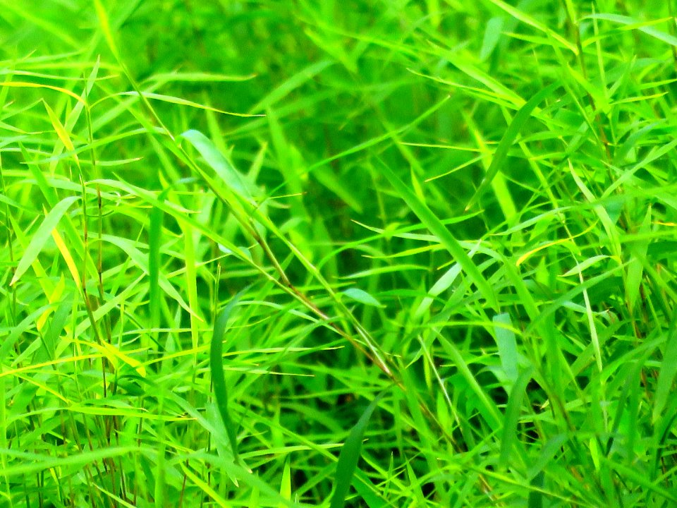 Close-up Environment Grass