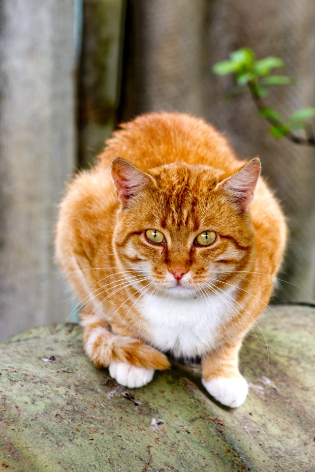 Animal Blur Cat
