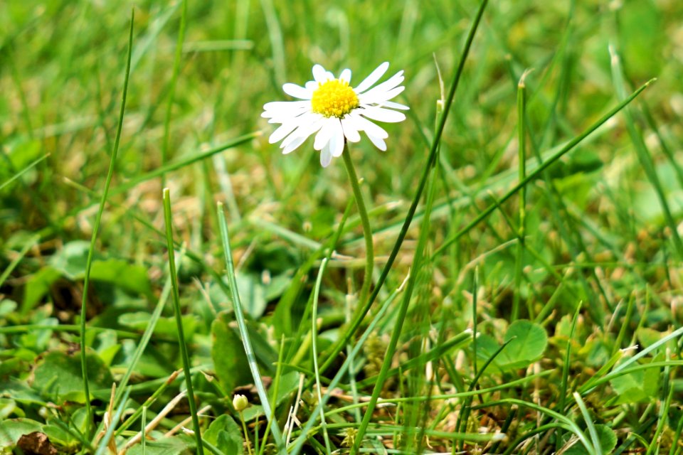 Beautiful Bloom Blossom
