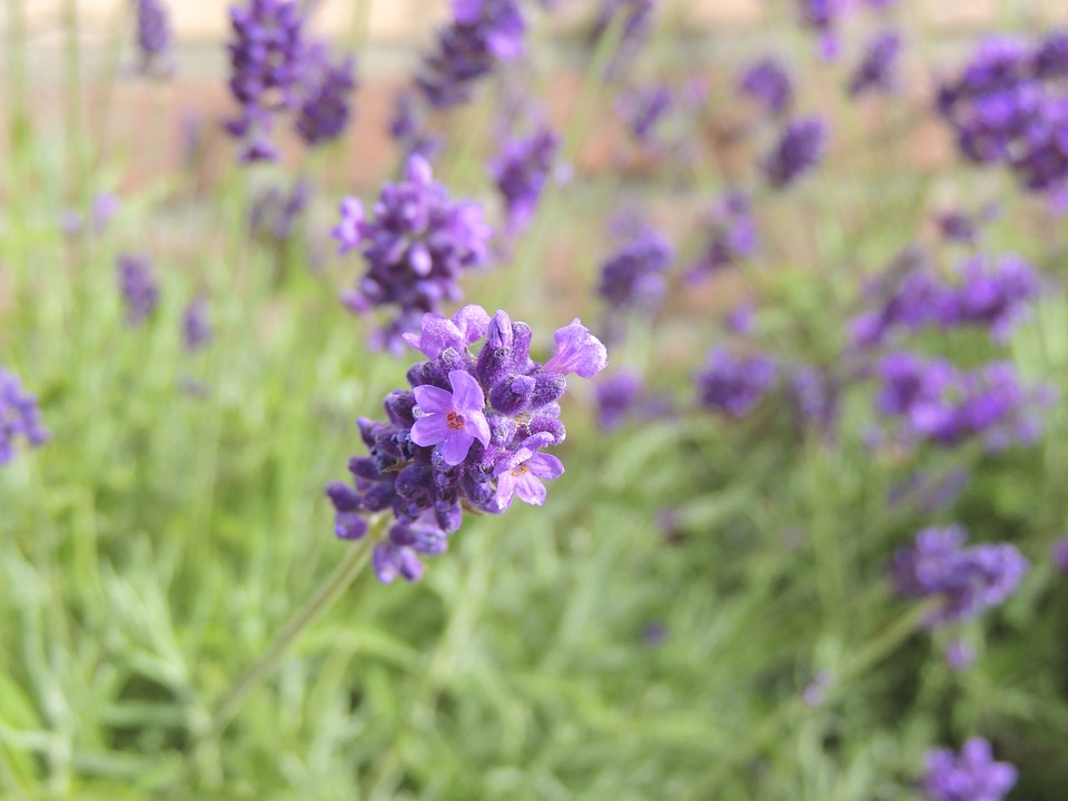 Blossom bloom plant