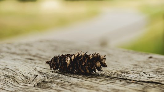 Blur Close-up Conifer