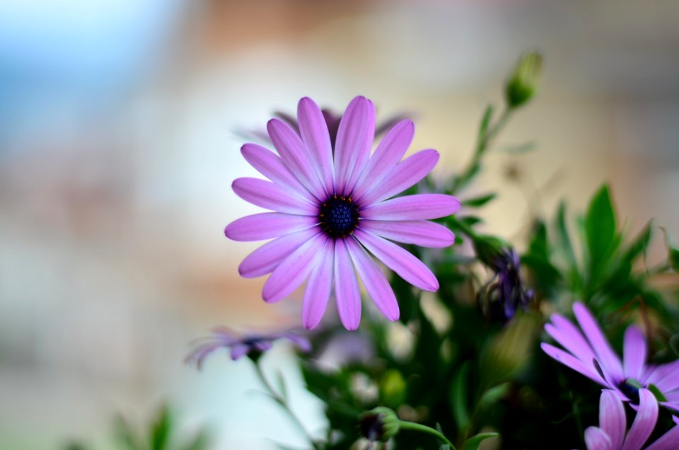 Bloom Blooming Blossom