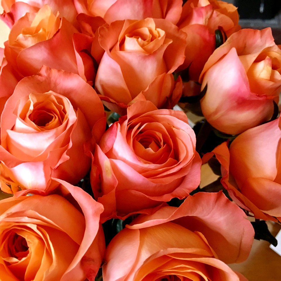 Arrangement Bloom Blooming