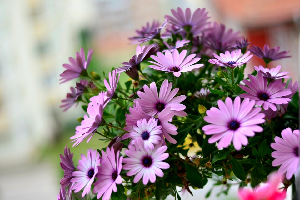 Background Beautiful Bloom