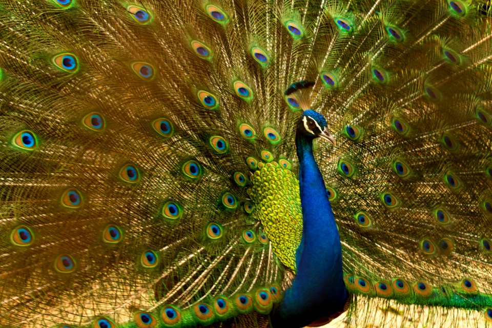 Animal Bird Blue