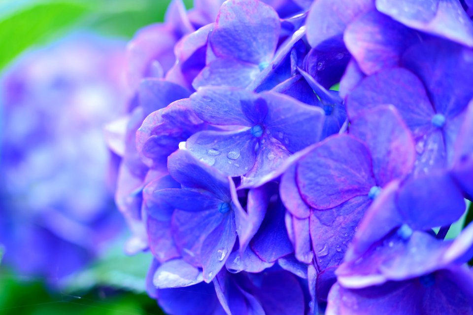 Beautiful Bloom Blooming