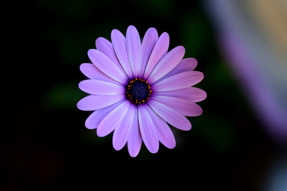 Beautiful Bloom Blooming