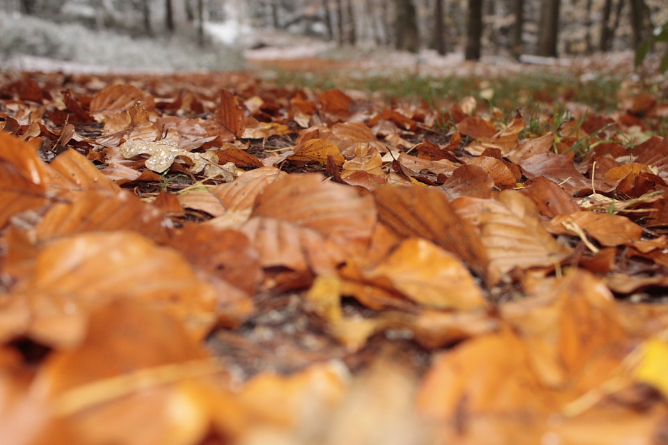 Leaves forest autumn