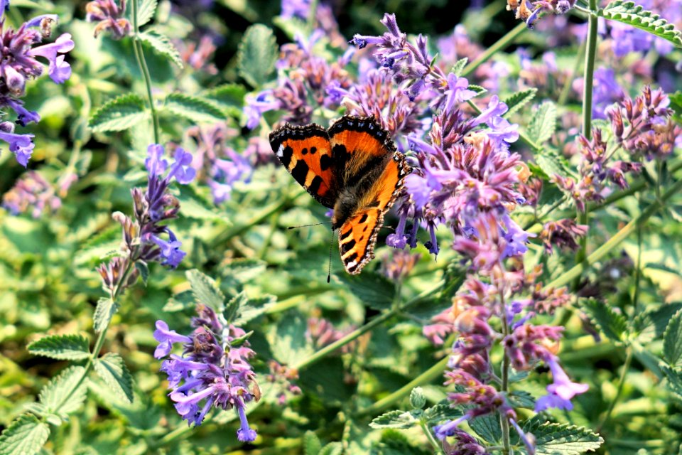 Blur Butterfly Close-up