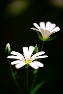Background Beautiful Beauty