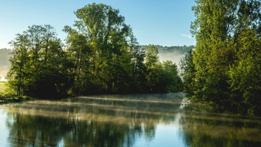 Daylight Foggy Forest