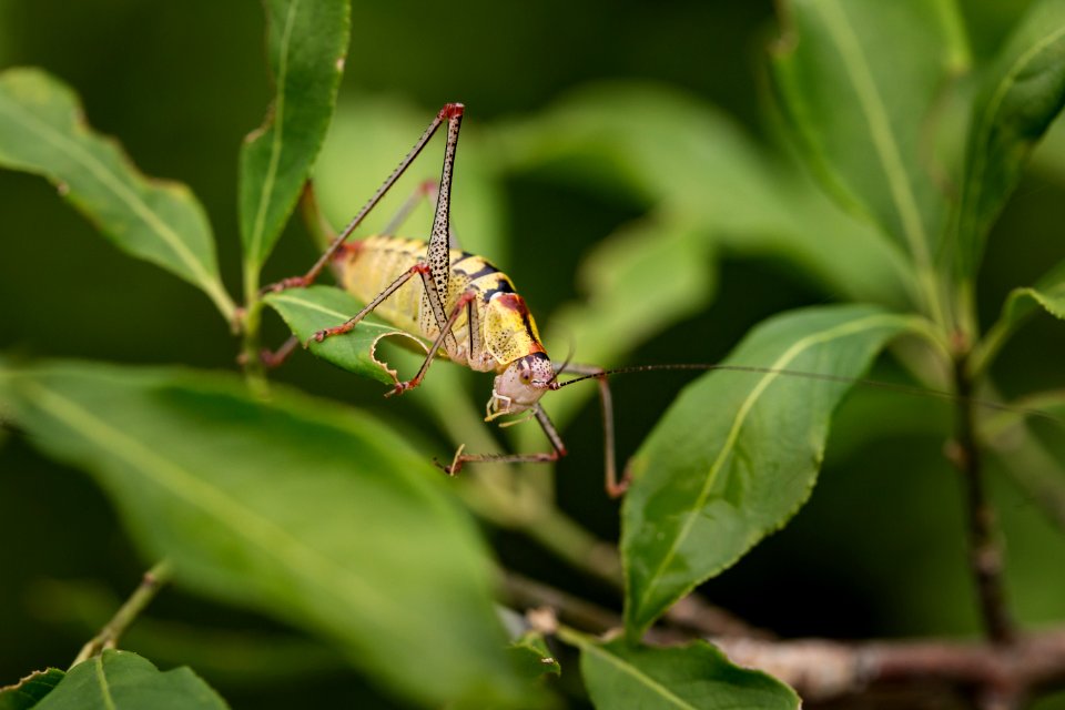 Animal Antenna Biology