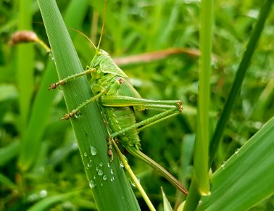Blade Of Grass
