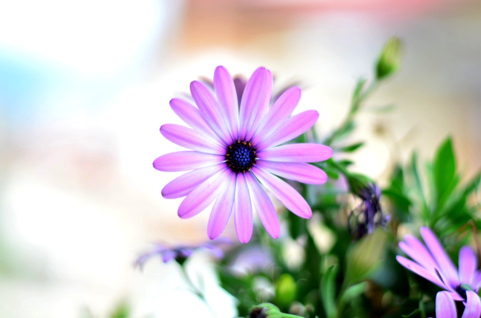 Beautiful Bloom Blooming