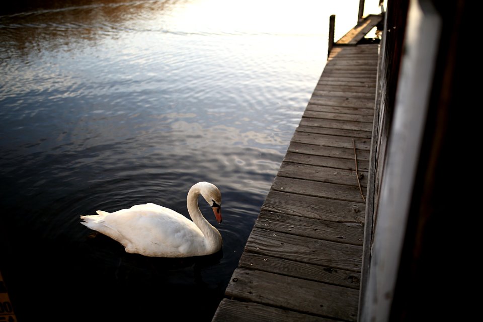 Boardwalk Dock Lake